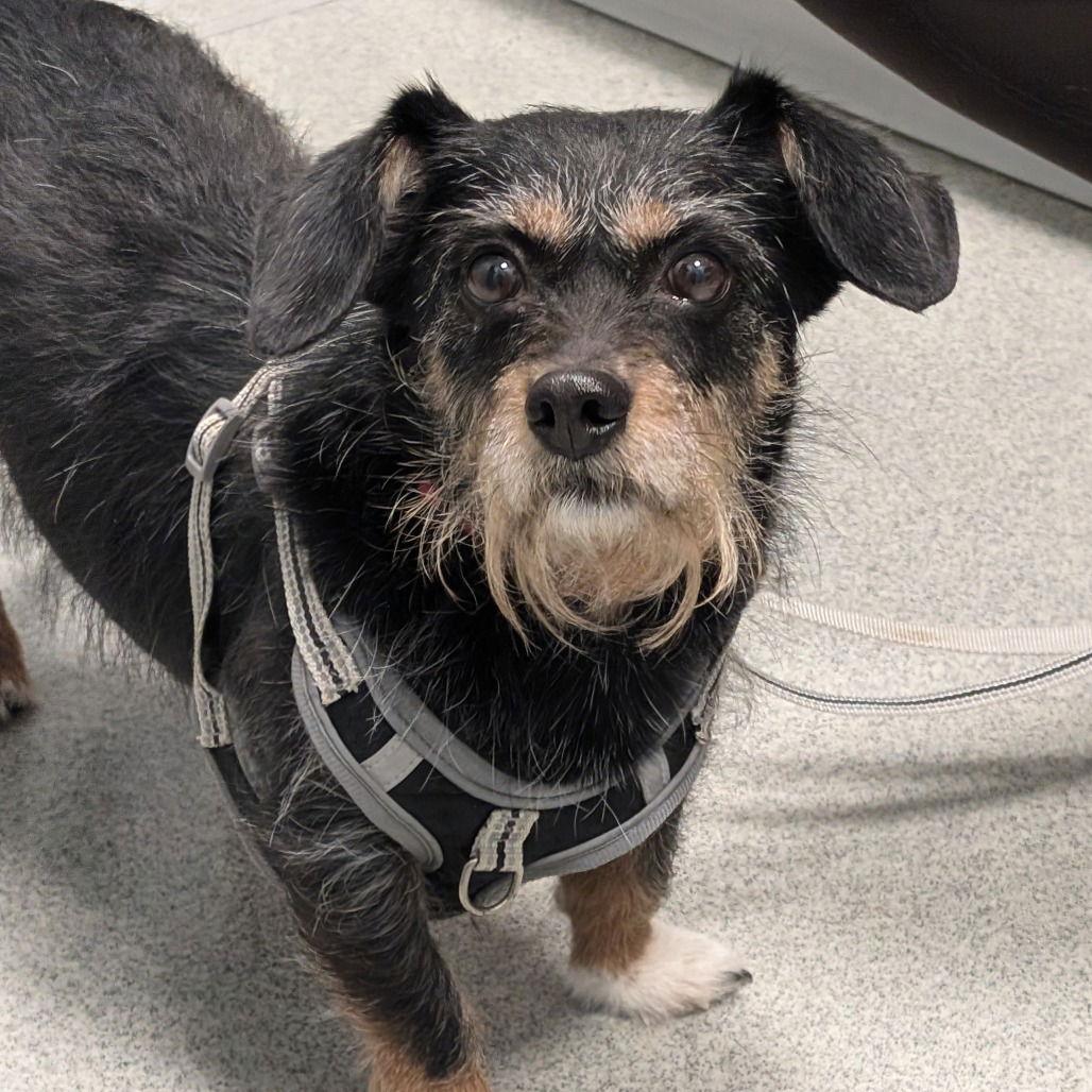 Enlarge Lando, a Adoptable Yorkshire Terrier in New Castle, DE image 1/1