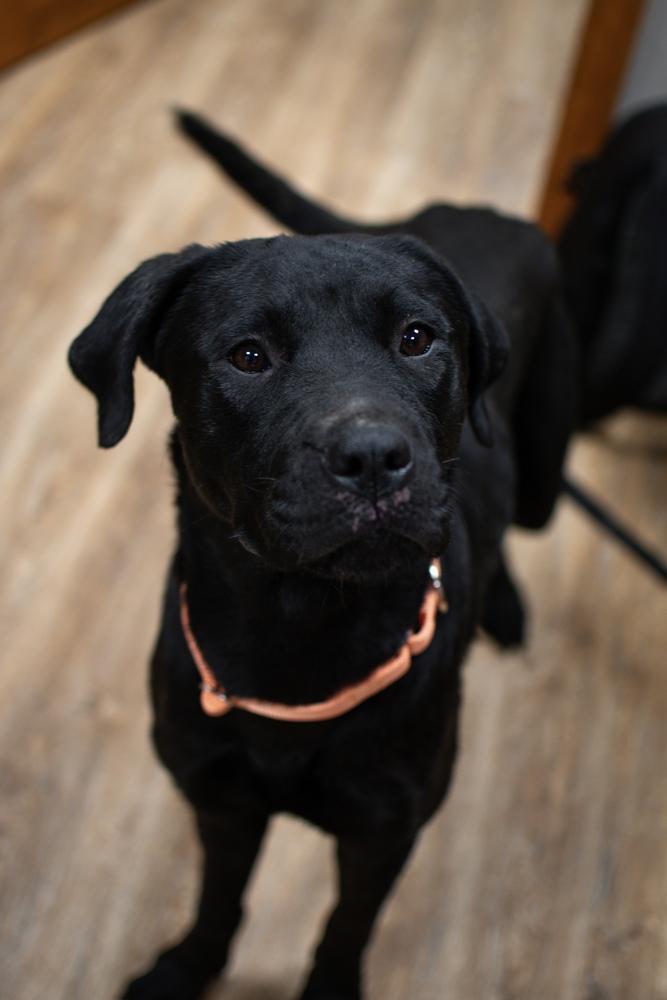 Scarlett, Adoptable, Adult Female Labrador Retriever.