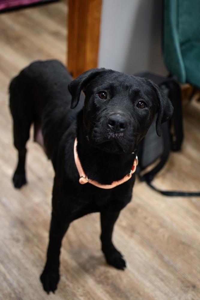 Scarlett, a Adoptable mixed breed in Frankfort, NY image 2/3
