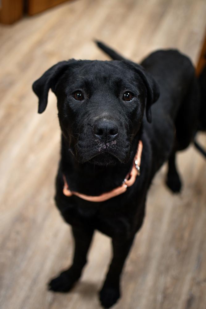 Scarlett, a Adoptable mixed breed in Frankfort, NY image 3/3