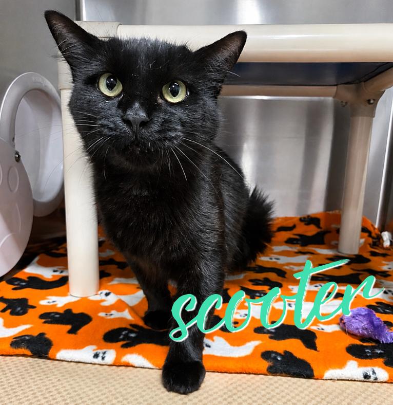 Scooter, Adoptable, Young Female Domestic Medium Hair.
