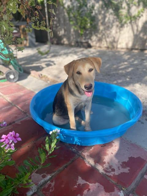 Enlarge Tulip, a Adoptable mixed breed in Lebanon, TN image 3/6