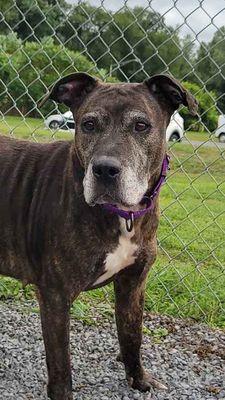 Brynlee, a Adoptable mixed breed in Williamsport, PA image 1/3
