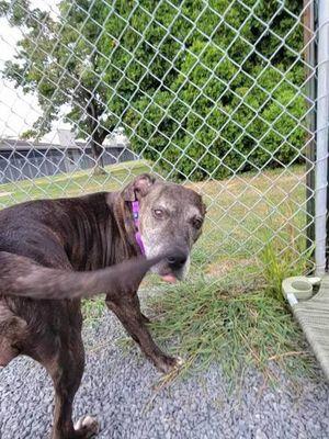 Brynlee, a Adoptable mixed breed in Williamsport, PA image 2/3