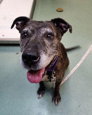 Brynlee, a Adoptable mixed breed in Williamsport, PA image 3/3