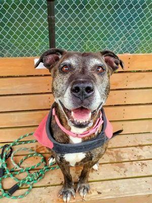 Brynlee, Adoptable, Senior Female Pit Bull Terrier.