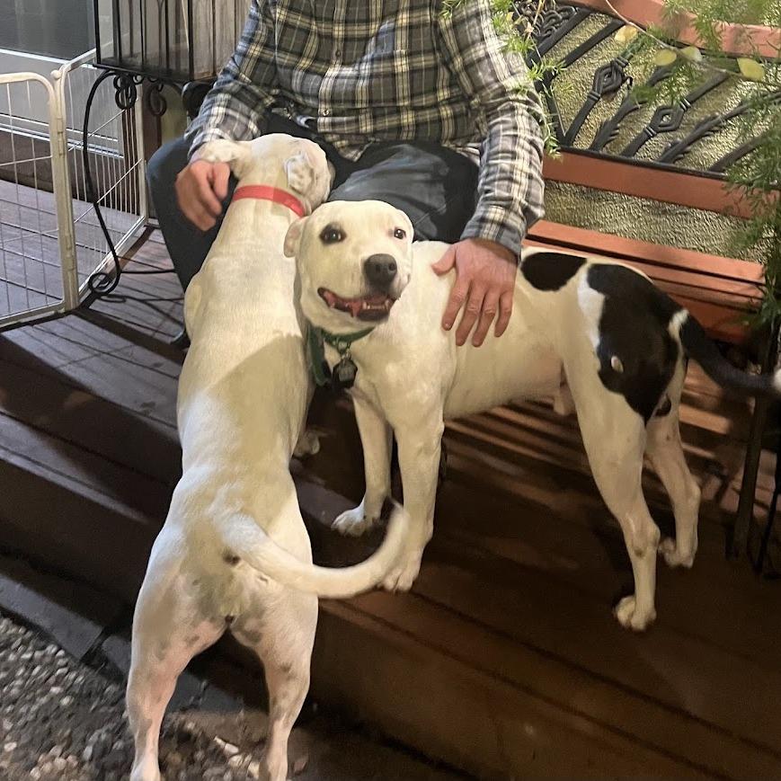 Chuck, a Adoptable Pit Bull Terrier in Vallejo, CA image 1/6