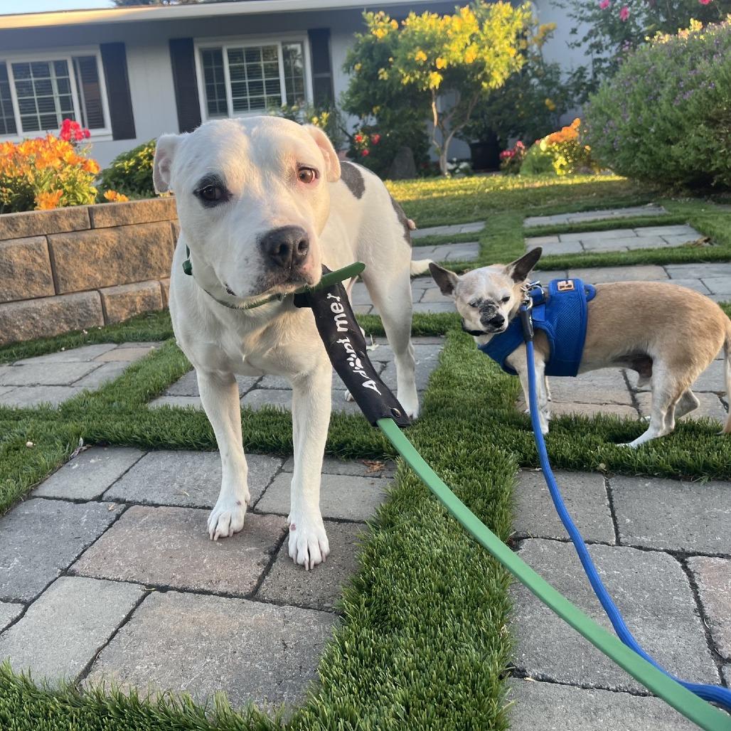 Chuck, a Adoptable Pit Bull Terrier in Vallejo, CA image 2/6
