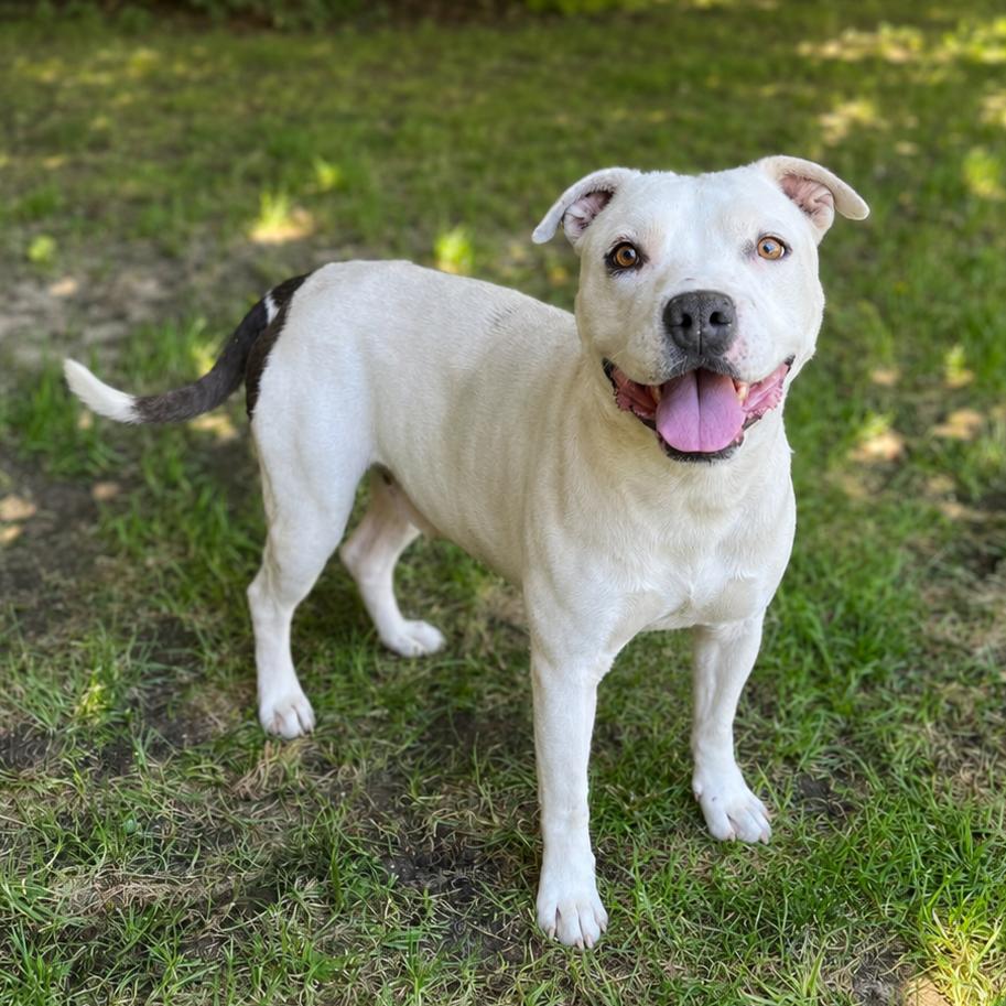 Chuck, a Adoptable Pit Bull Terrier in Vallejo, CA image 6/6