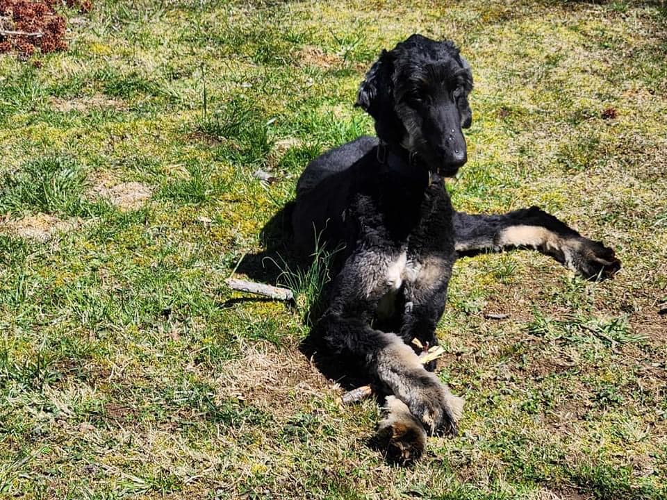Zeus, Adopted, Young Male Afghan Hound.