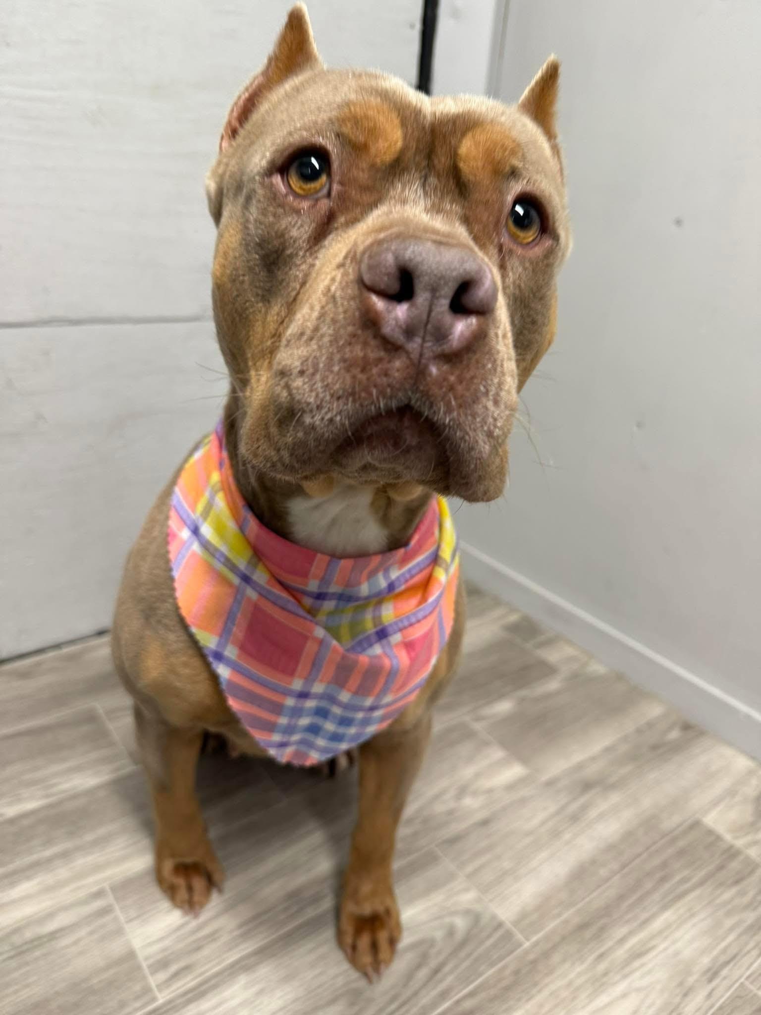 Bridgette, a Adoptable American Staffordshire Terrier in Tulsa, OK image 2/4