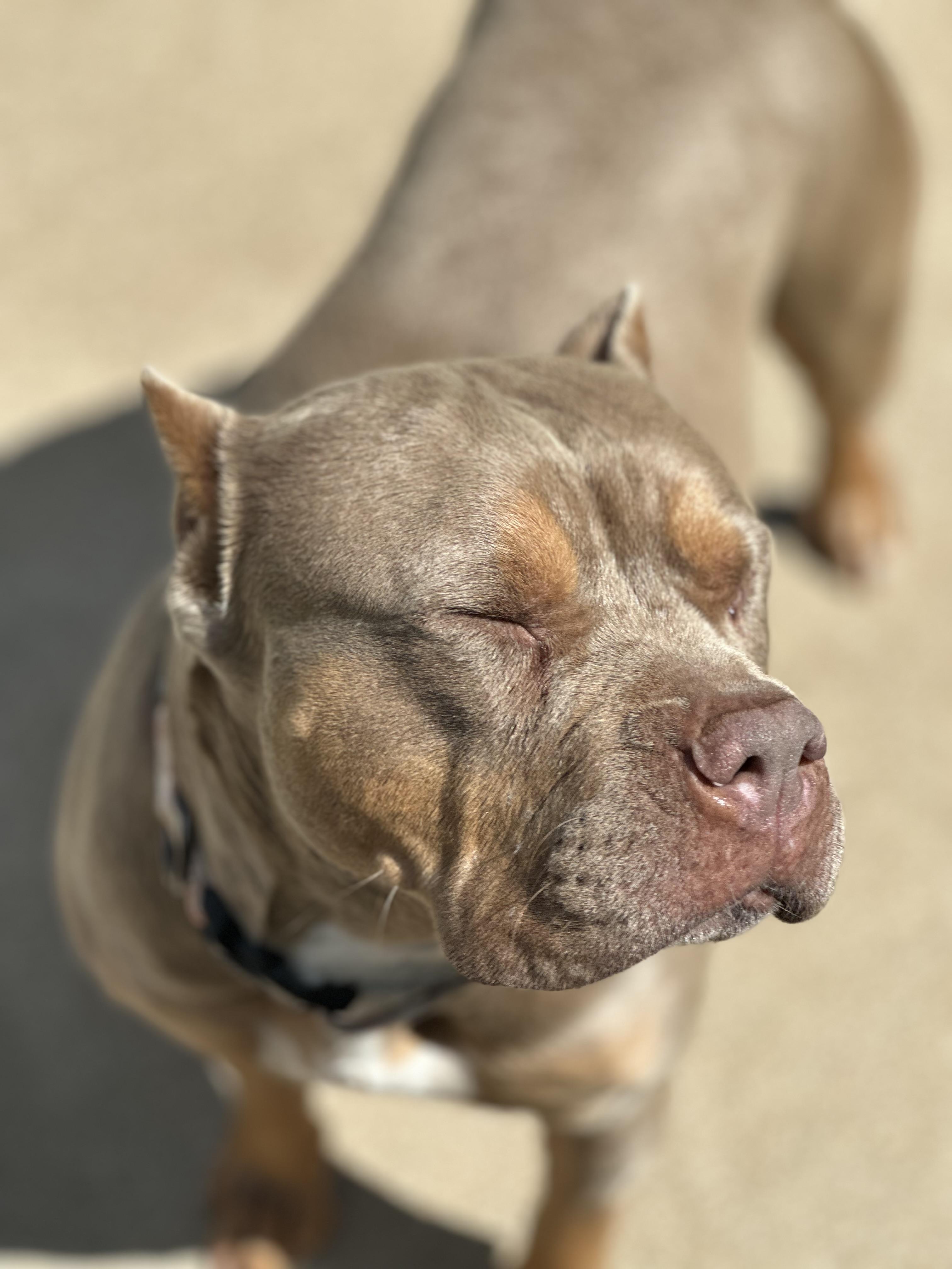 Bridgette, Adoptable, Adult Female American Staffordshire Terrier.