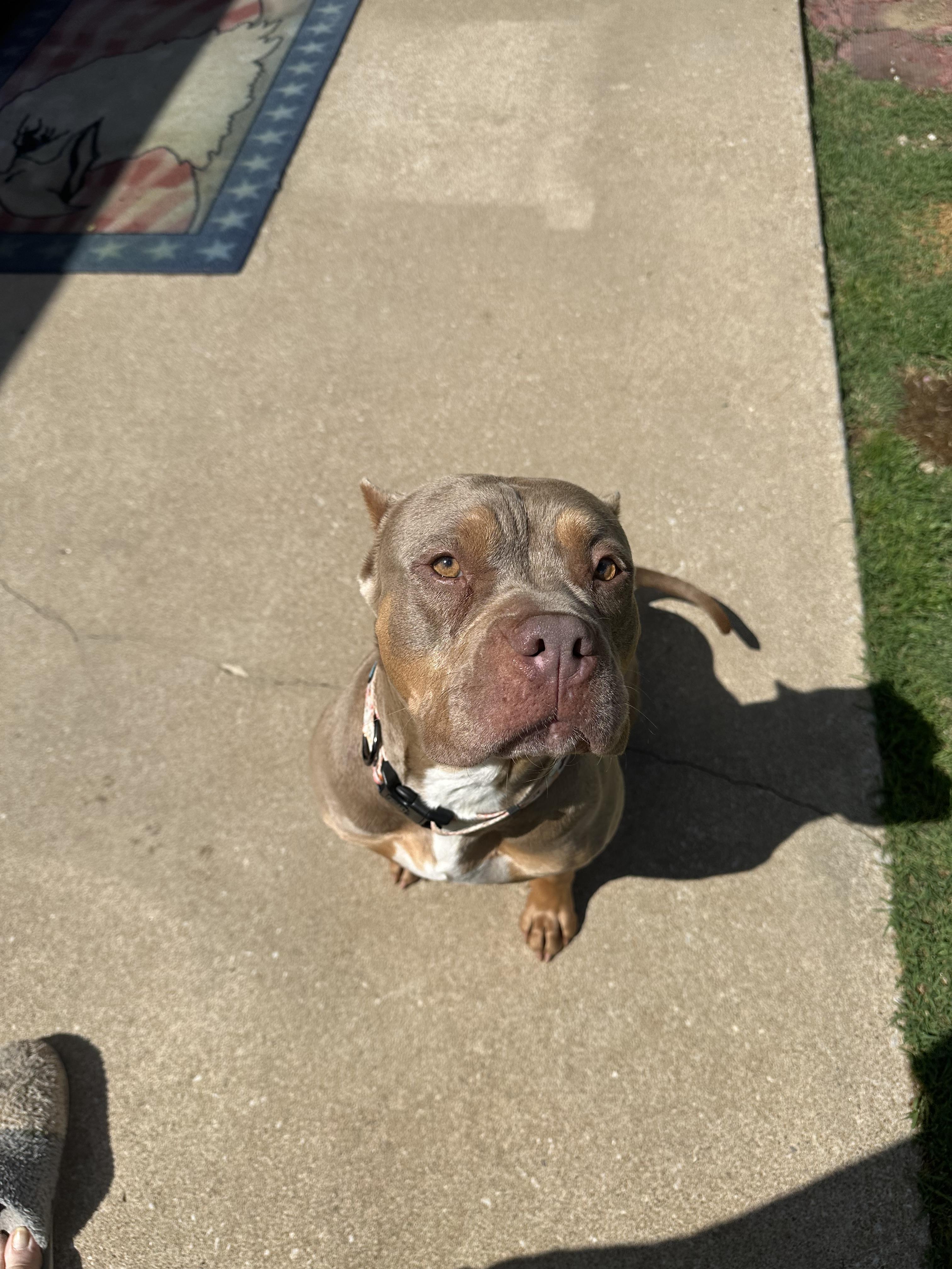 Bridgette, a Adoptable American Staffordshire Terrier in Tulsa, OK image 3/4