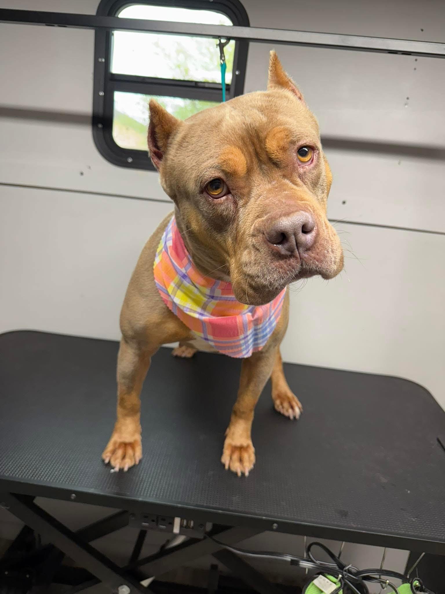 Bridgette, a Adoptable American Staffordshire Terrier in Tulsa, OK image 4/4