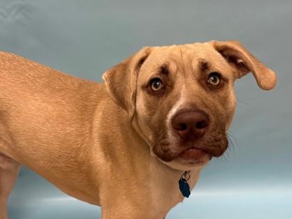 Baby, Adoptable, Adult Male Pit Bull Terrier & Weimaraner.