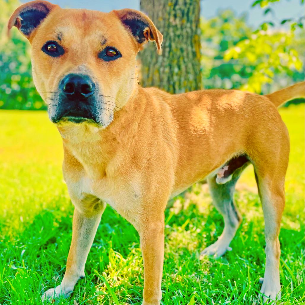 Chester / Nado, Adoptable, Adult Male Shepherd.