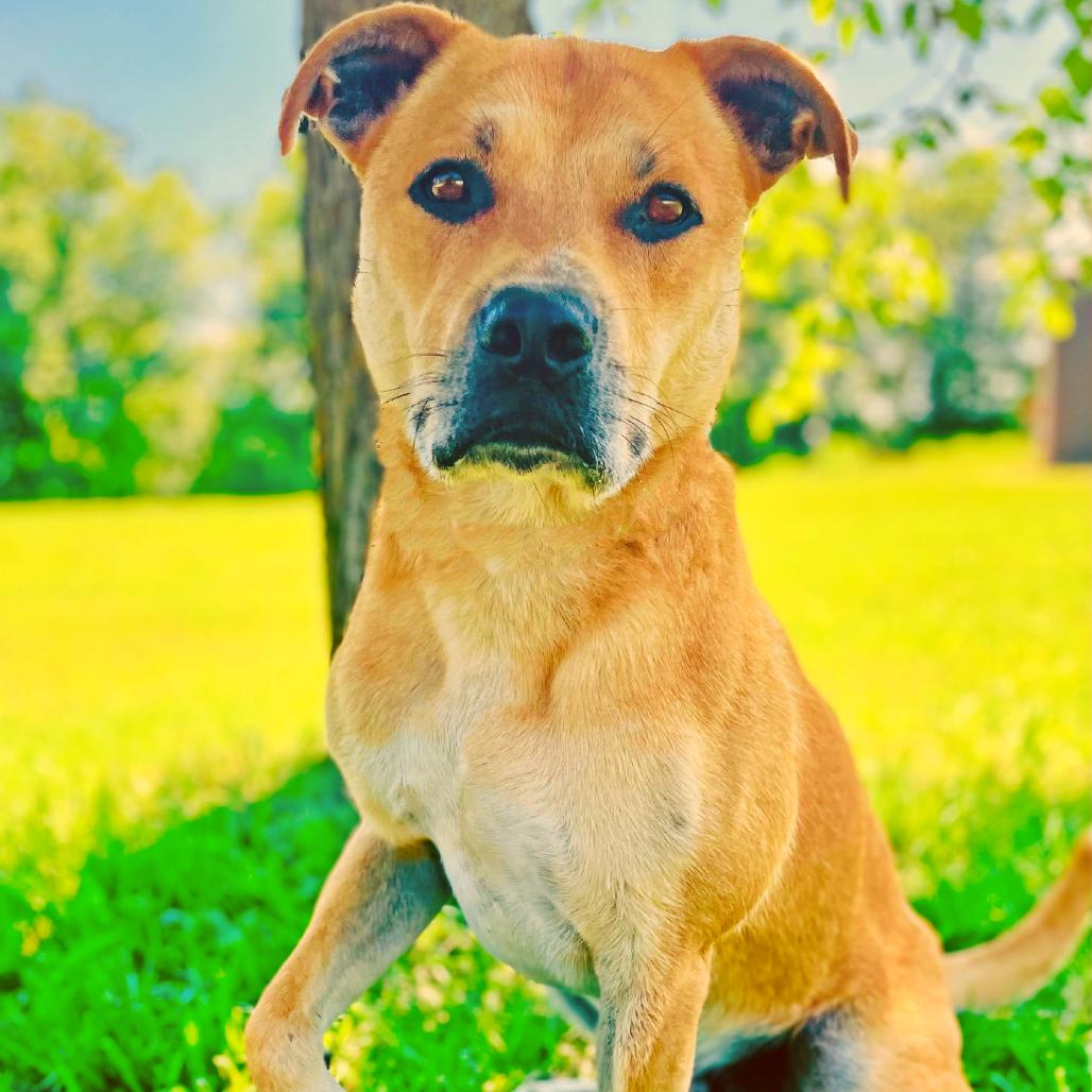Enlarge Chester / Nado, a Adoptable Shepherd in Lebanon, MO image 2/4