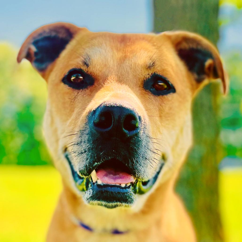 Enlarge Chester / Nado, a Adoptable Shepherd in Lebanon, MO image 3/4