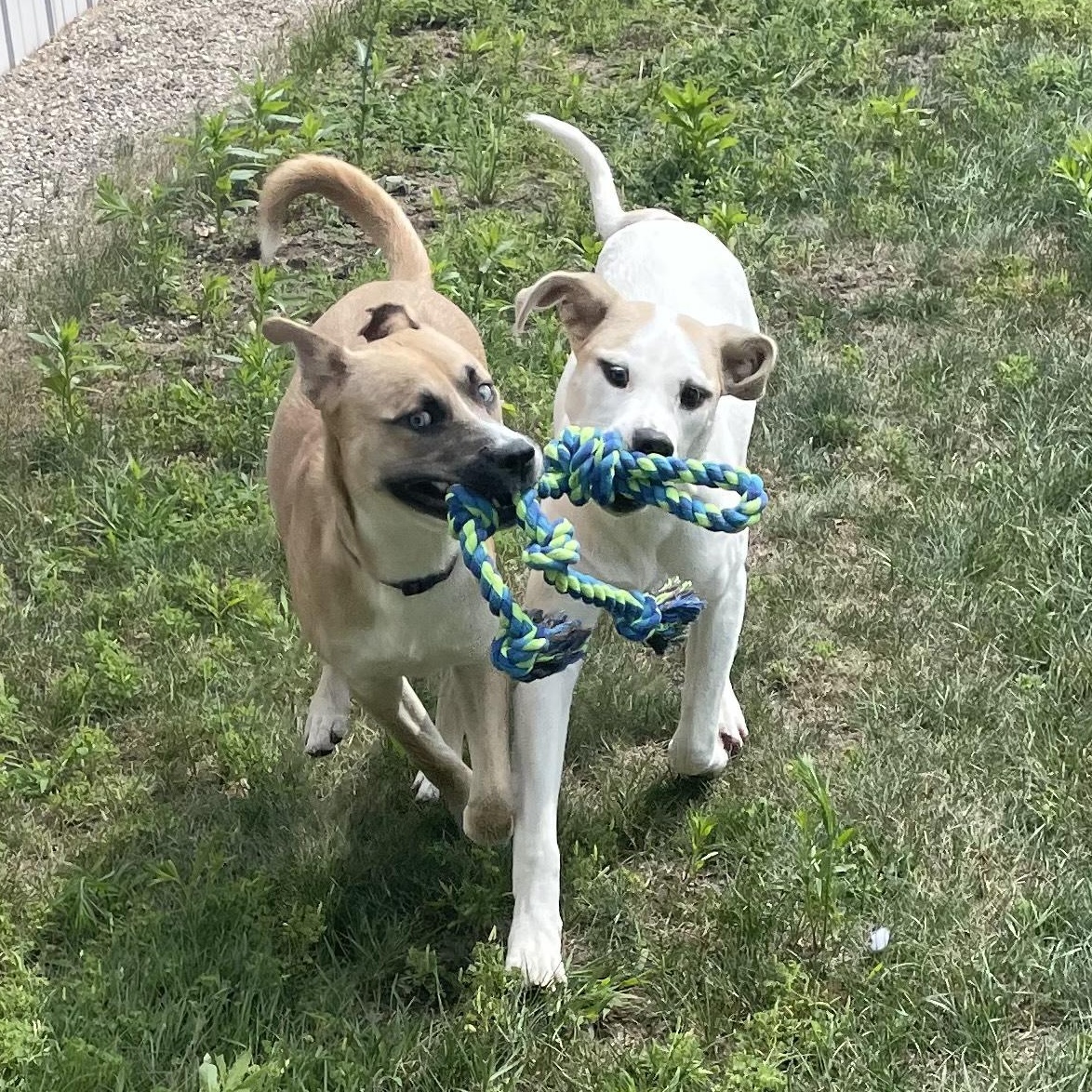 Enlarge Kolton Courtesy Listed, a Adoptable mixed breed in Midland, MI image 3/6