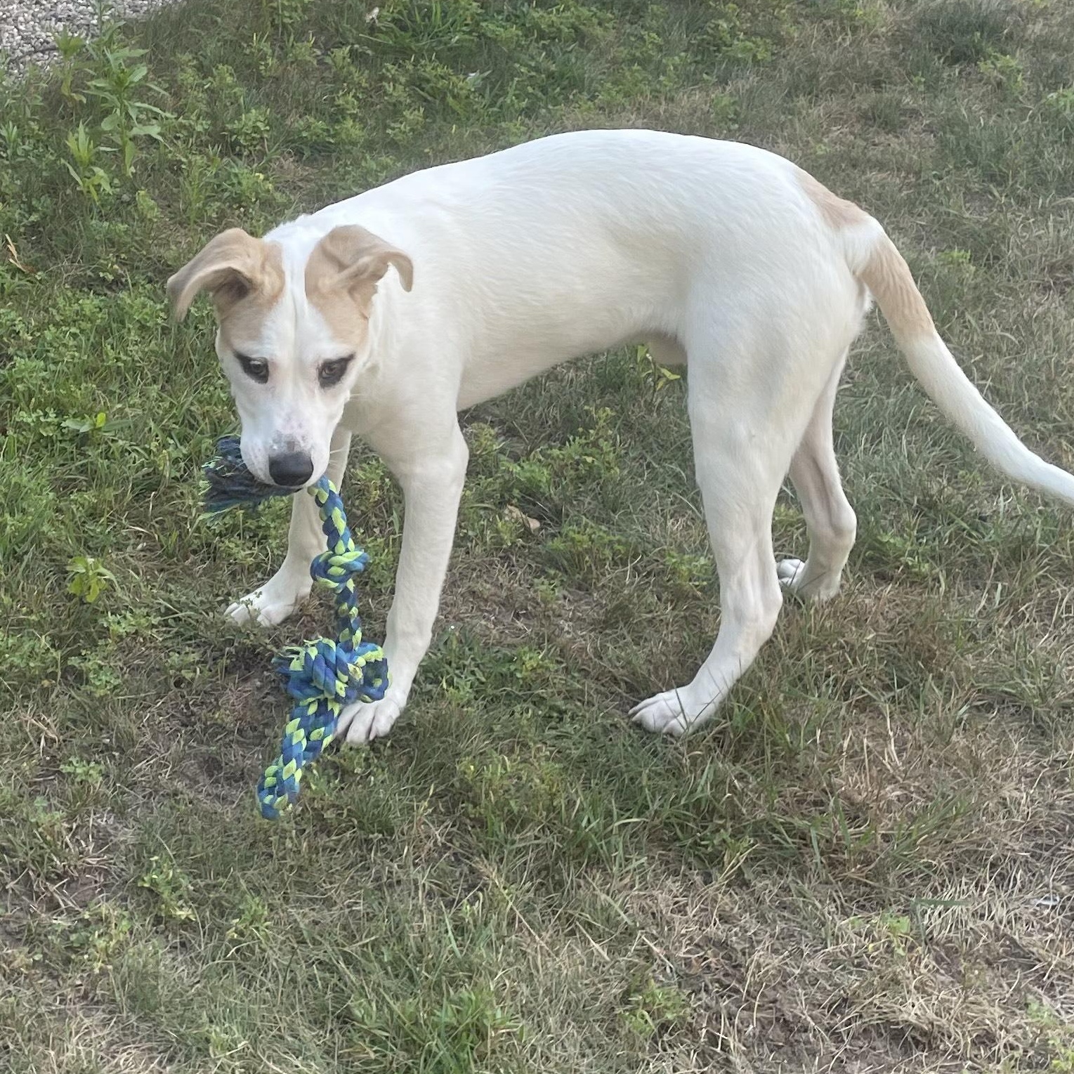 Enlarge Kolton Courtesy Listed, a Adoptable mixed breed in Midland, MI image 2/6