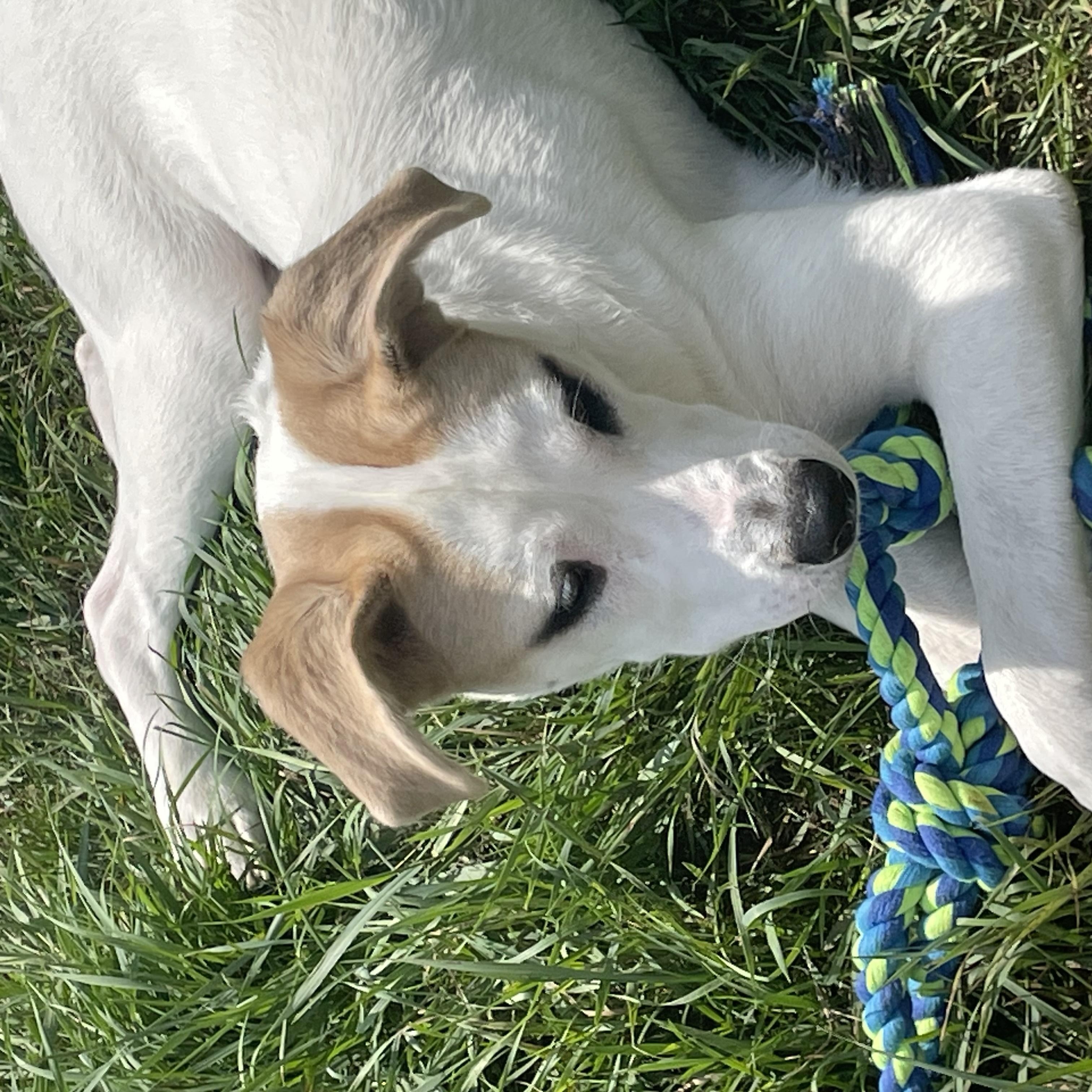 Enlarge Kolton Courtesy Listed, a Adoptable mixed breed in Midland, MI image 4/6