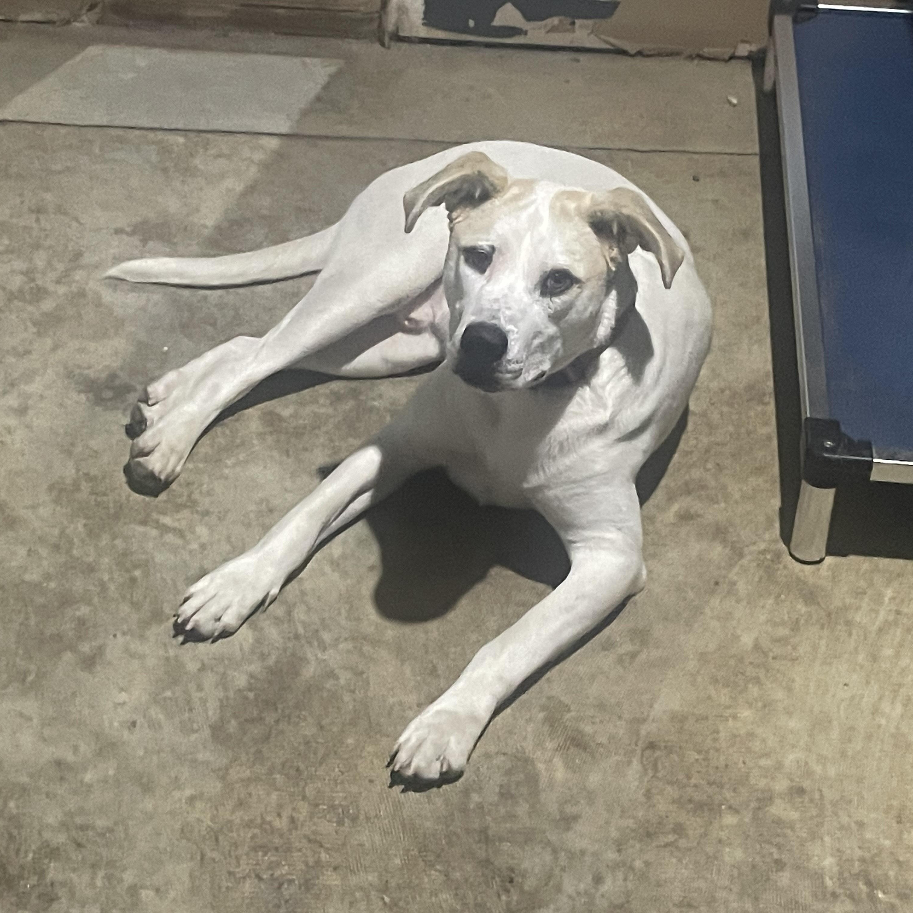 Enlarge Kolton Courtesy Listed, a Adoptable mixed breed in Midland, MI image 6/6