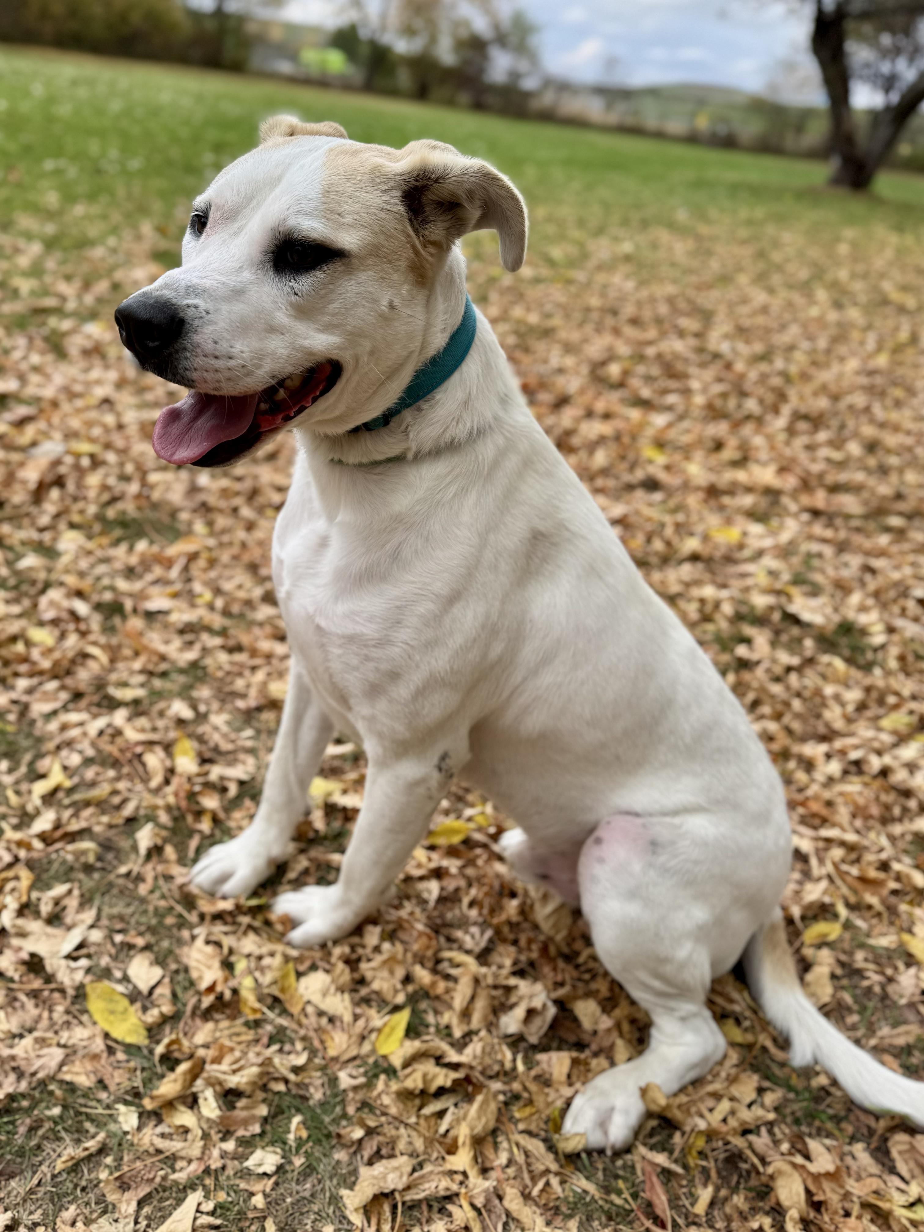 Enlarge Kolton, a Adoptable mixed breed in Midland, MI image 2/5