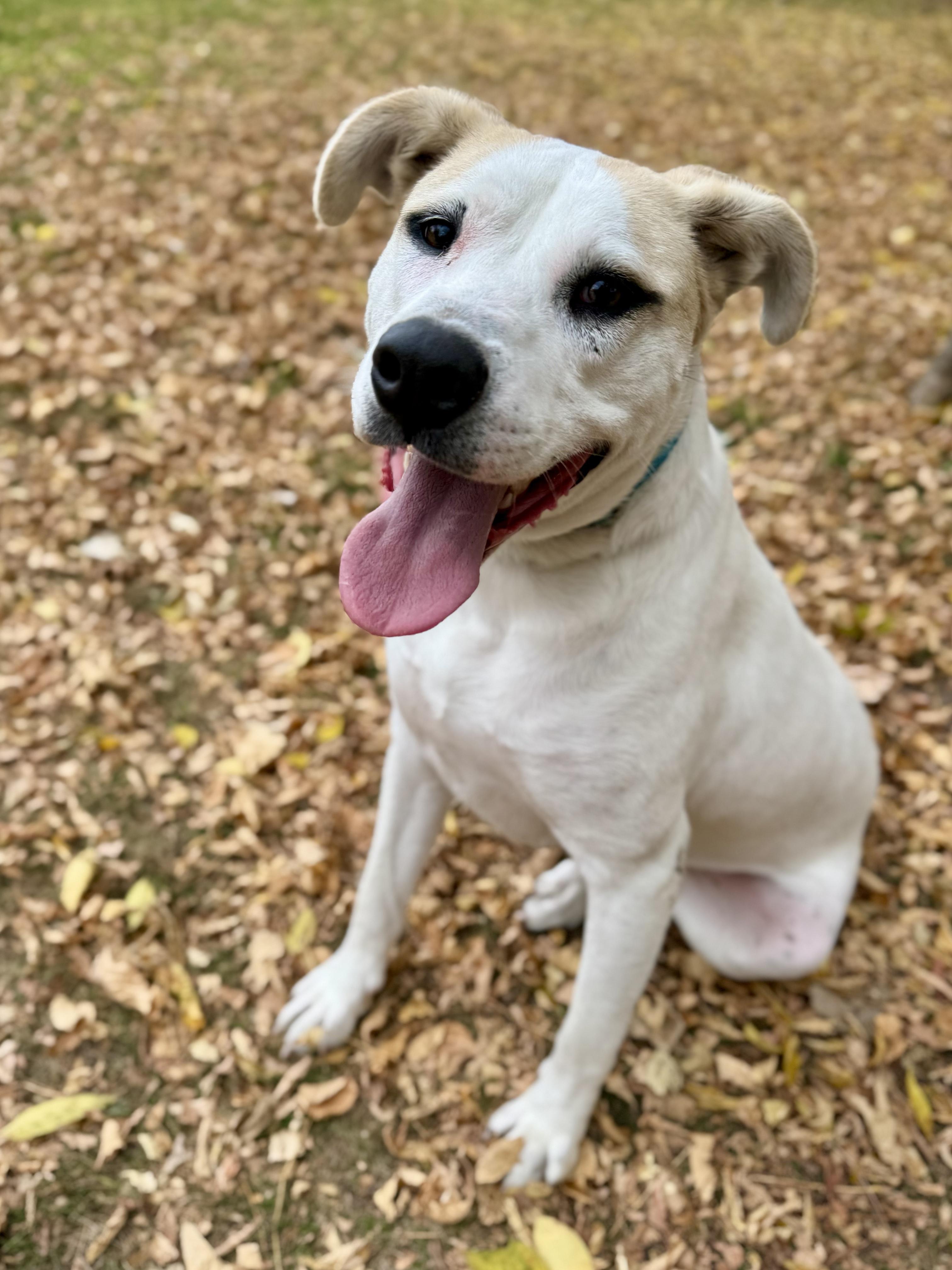 Enlarge Kolton, a Adoptable mixed breed in Midland, MI image 1/5