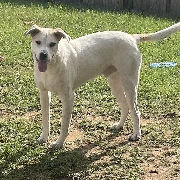 Kolton Courtesy Listed, Adoptable, Young Male German Shepherd Dog & American Staffordshire Terrier.