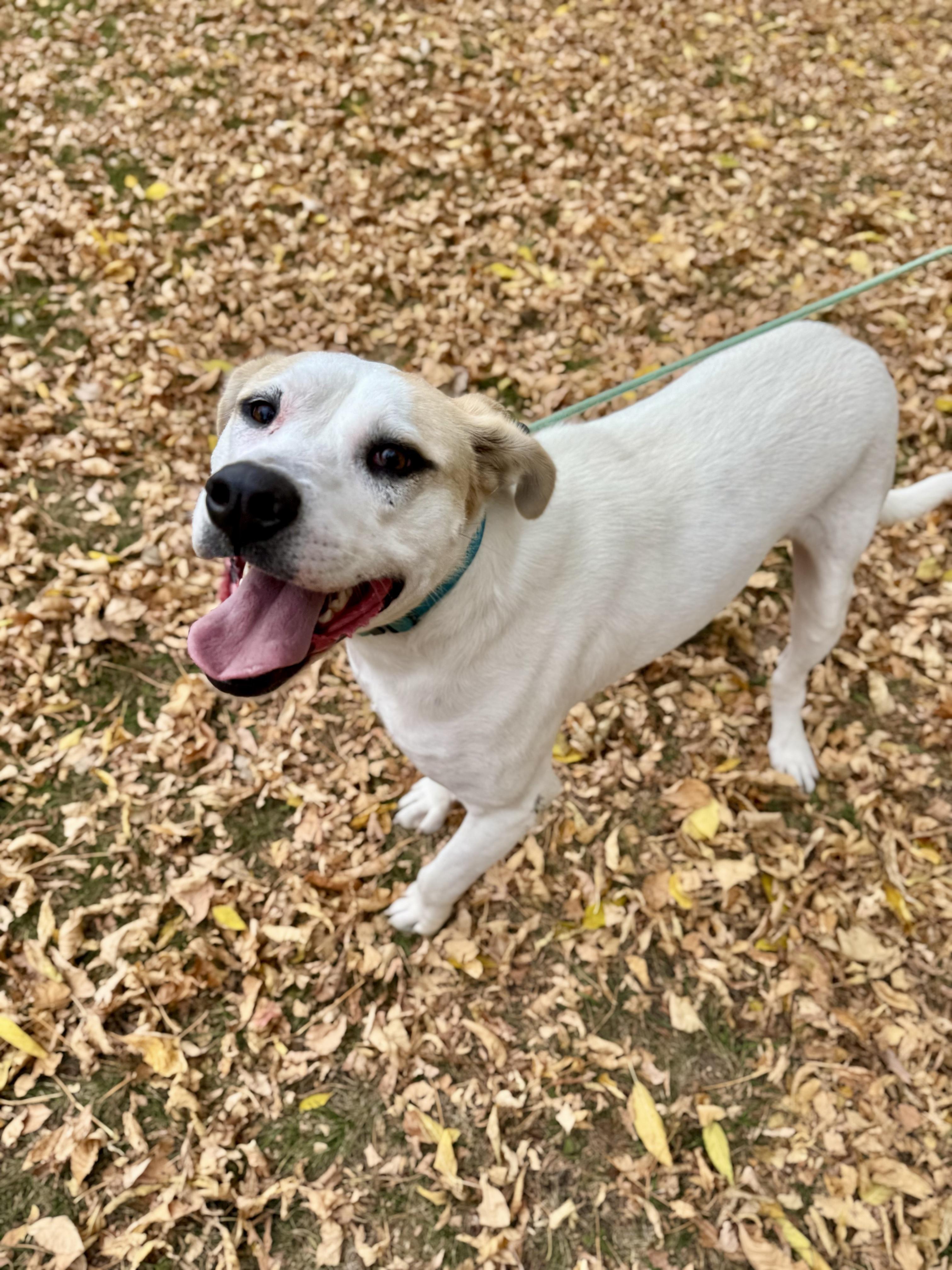 Enlarge Kolton, a Adoptable mixed breed in Midland, MI image 5/5