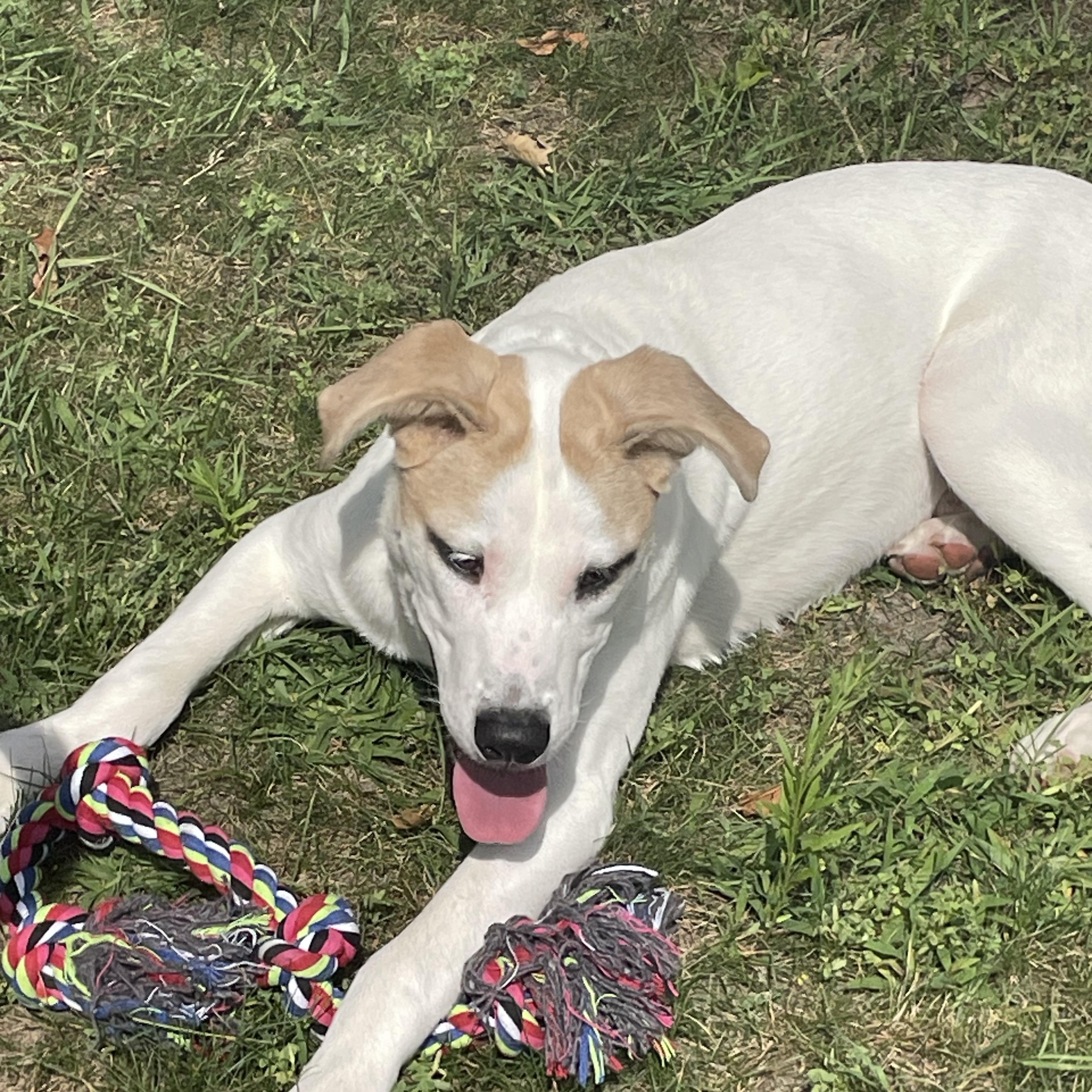 Enlarge Kolton Courtesy Listed, a Adoptable mixed breed in Midland, MI image 5/6