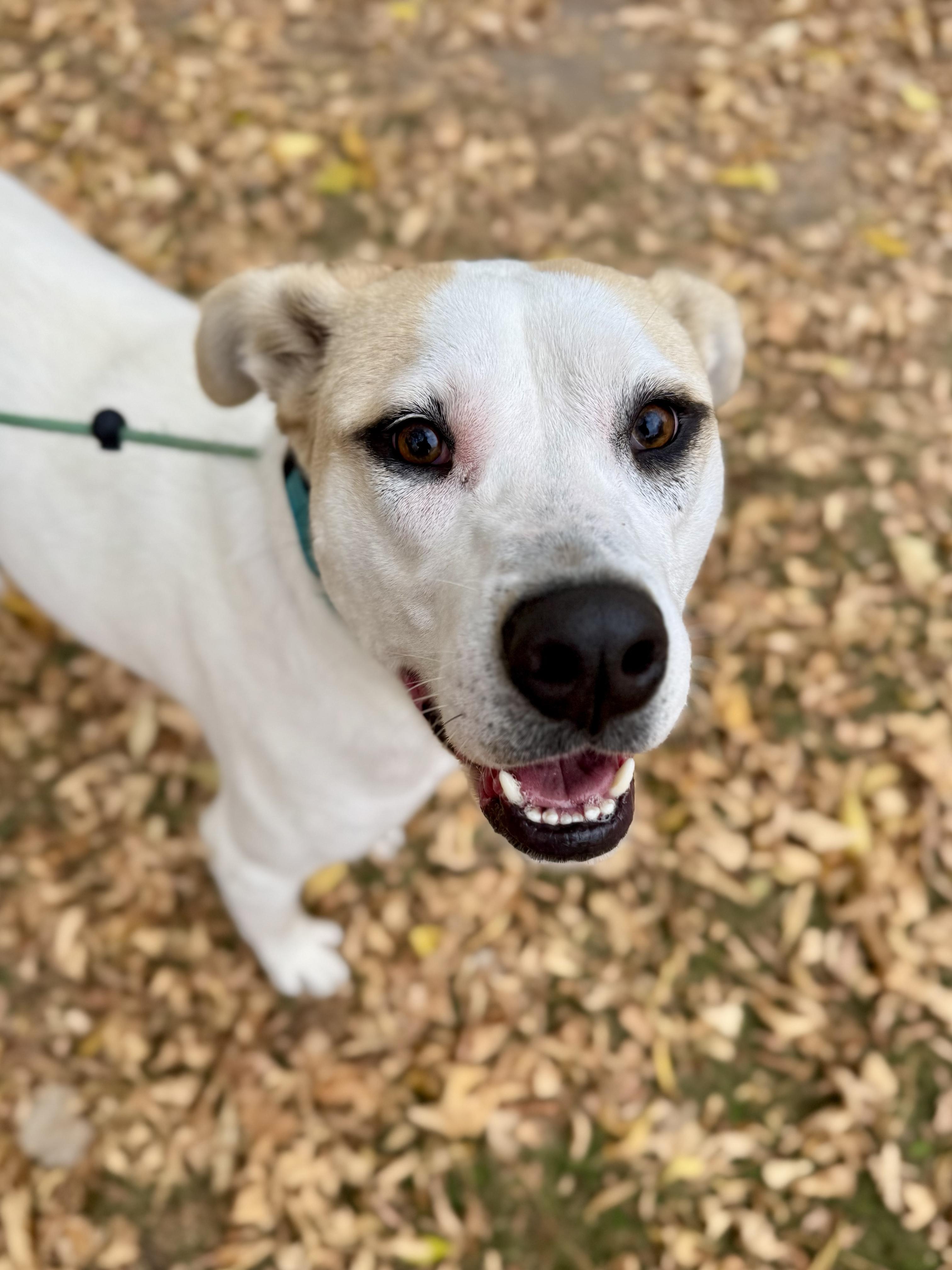 Enlarge Kolton, a Adoptable mixed breed in Midland, MI image 4/5