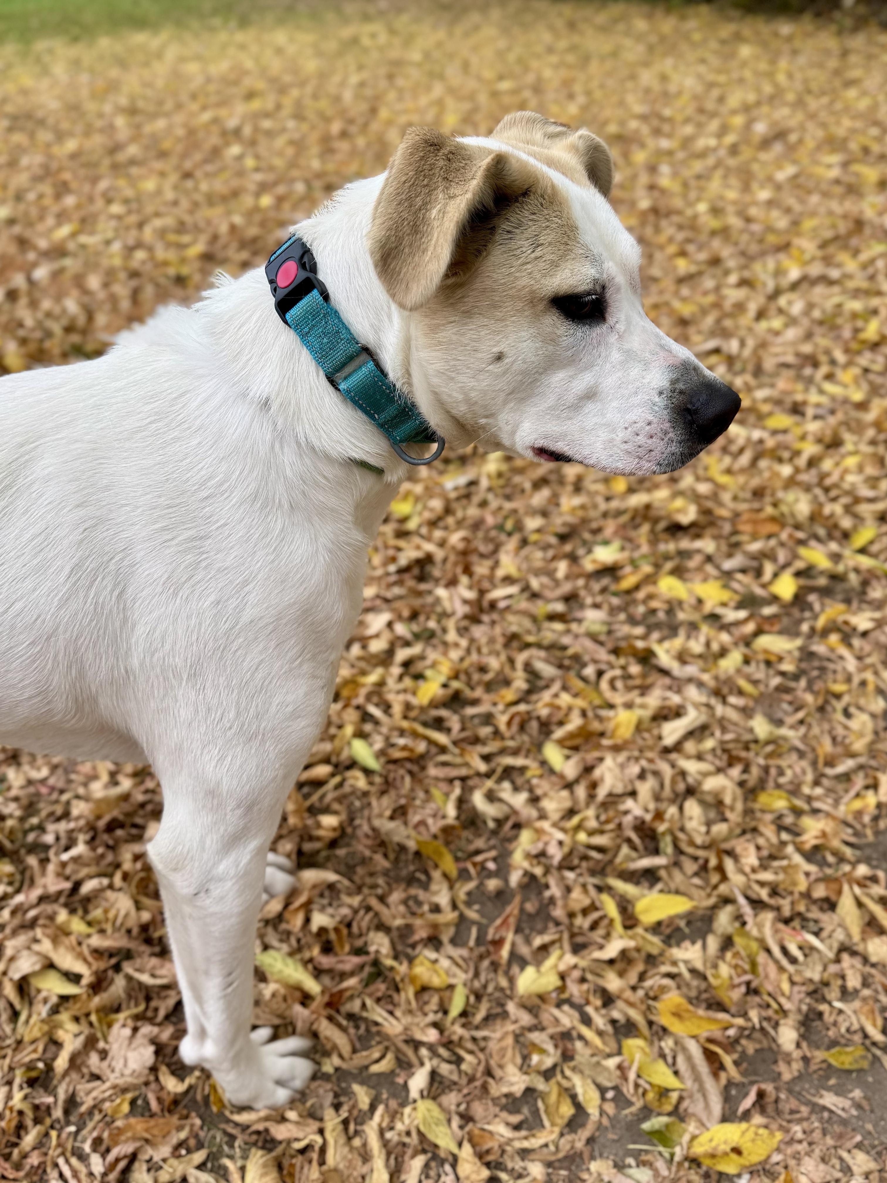 Enlarge Kolton, a Adoptable mixed breed in Midland, MI image 3/5
