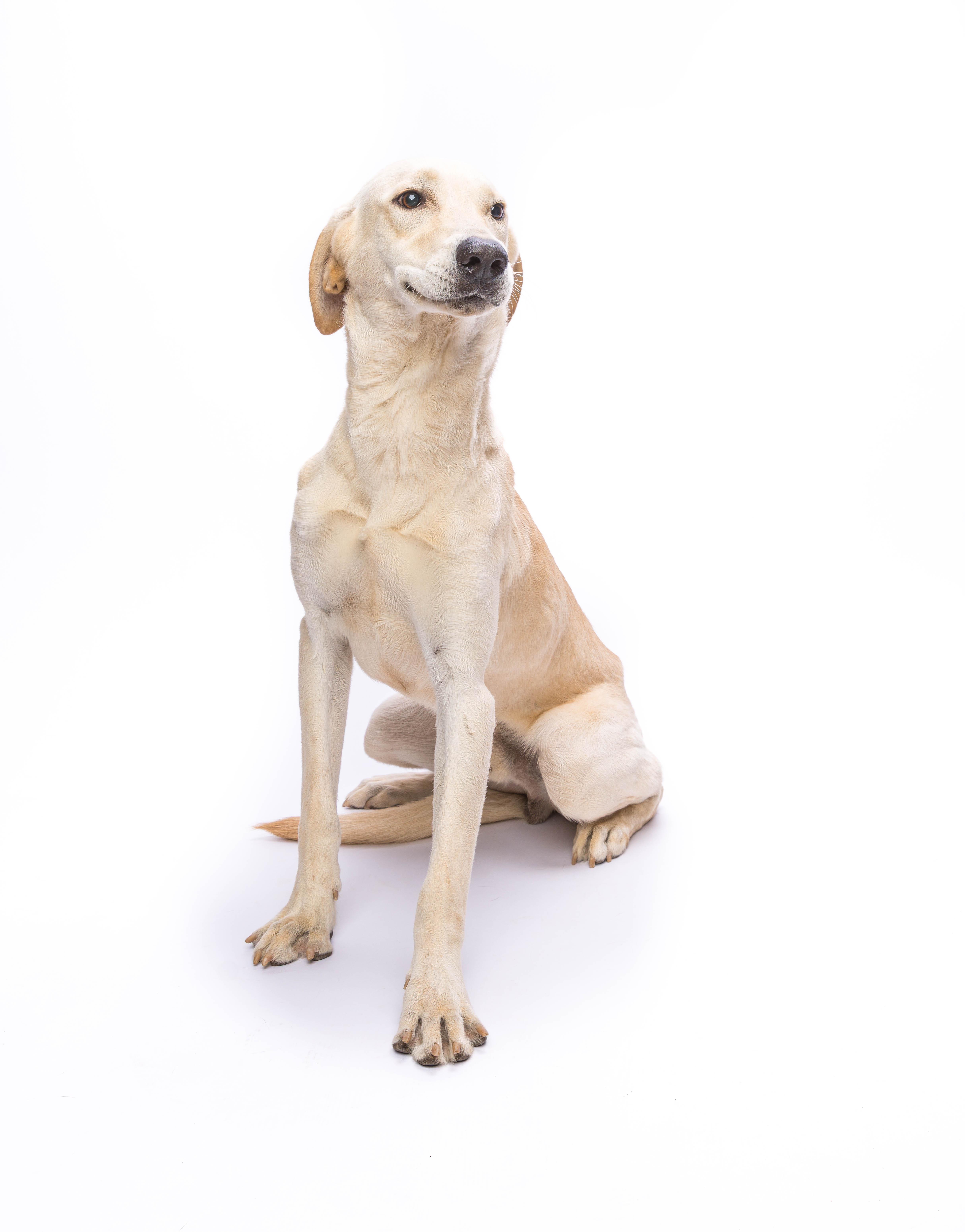 Bob #8, Adoptable, Young Male Yellow Labrador Retriever.