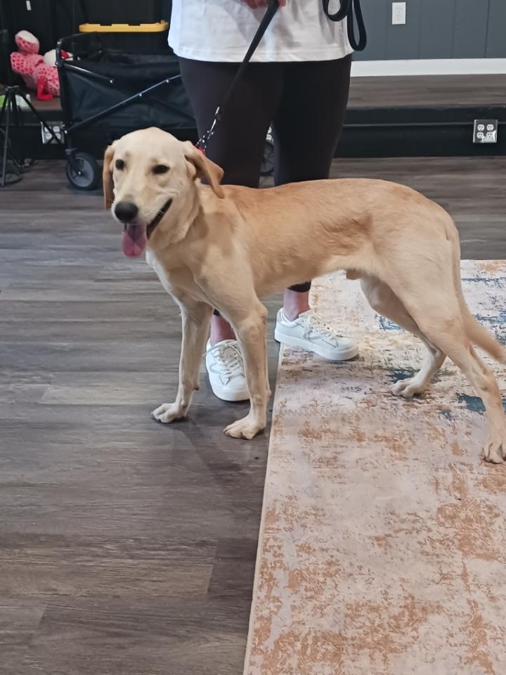 Bob #8, a Adoptable mixed breed in Killingworth, CT image 2/5