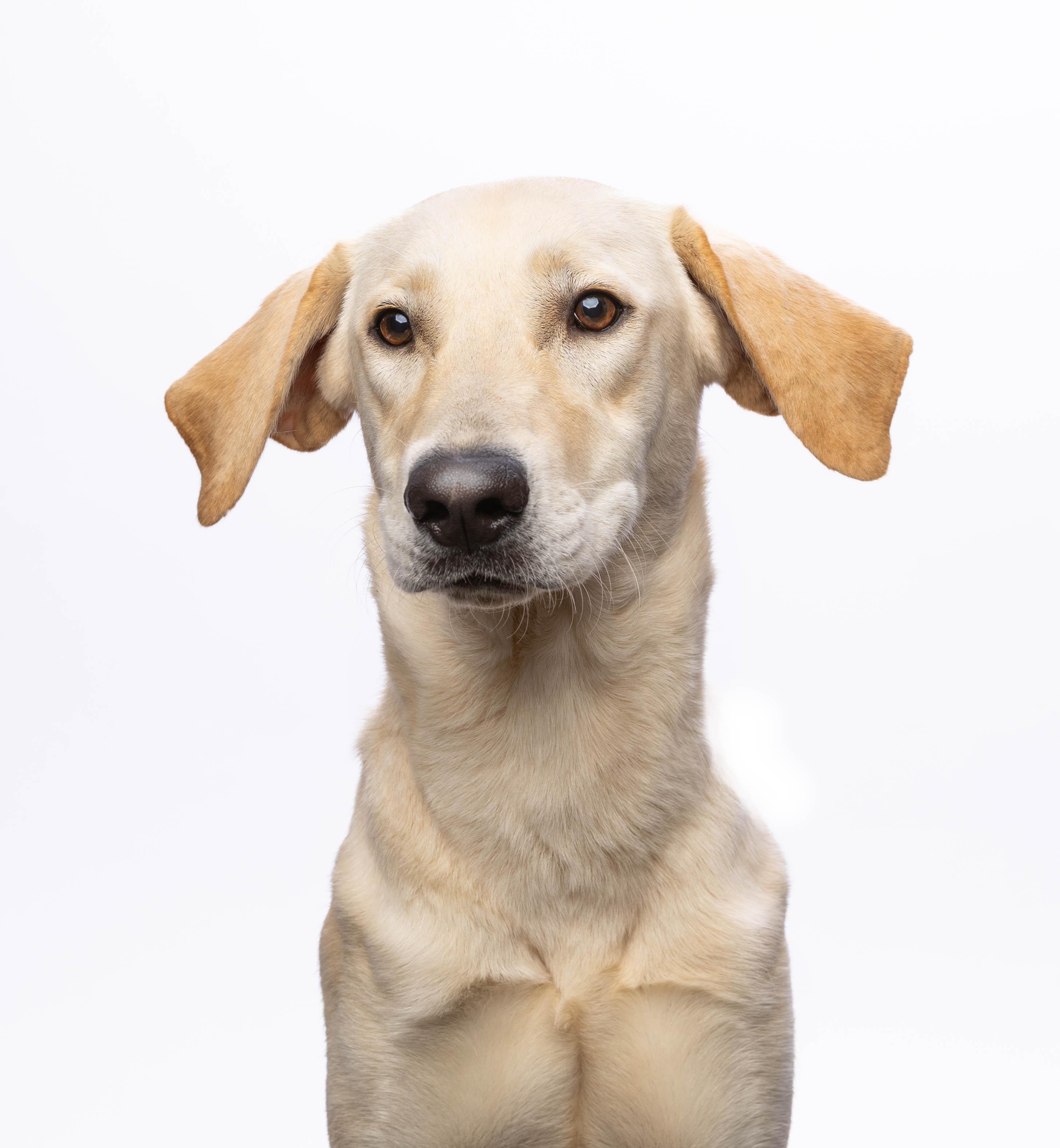 Bob #8, a Adoptable mixed breed in Killingworth, CT image 3/5