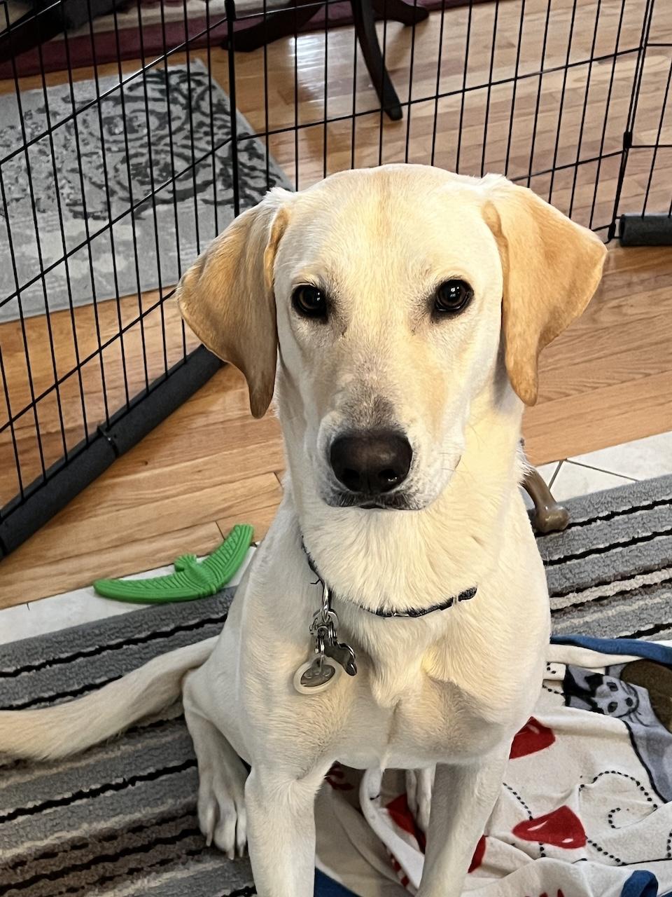 Bob #8, Adoptable, Young Male Yellow Labrador Retriever.