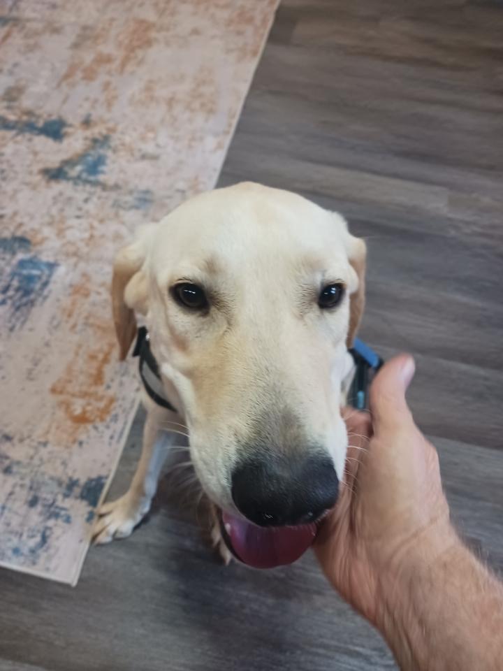 Bob #8, a Adoptable mixed breed in Killingworth, CT image 5/5