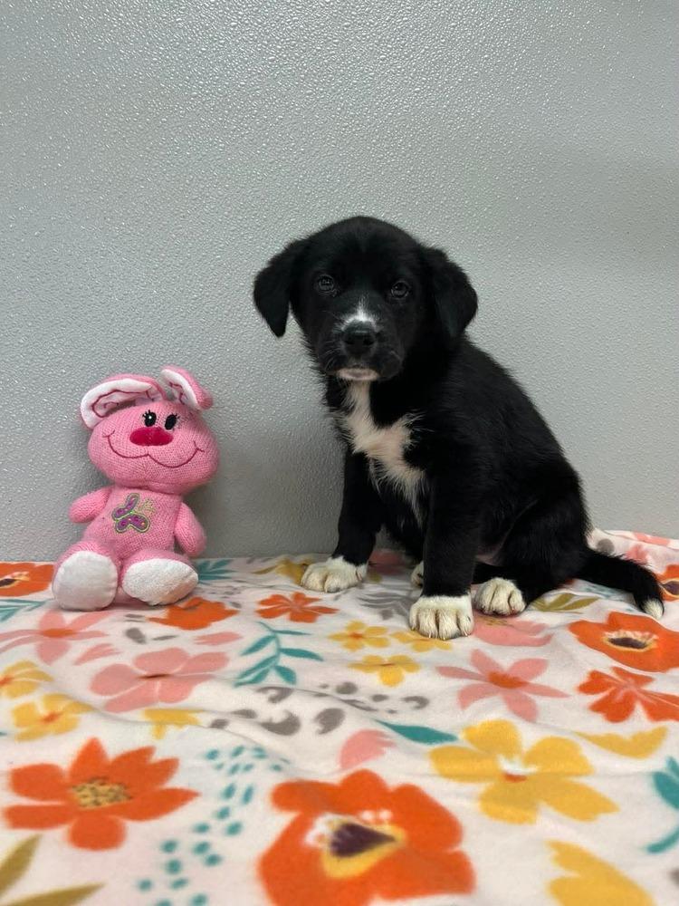 Enlarge Easter Puppies : Candy, a Adopted mixed breed in Osgood, IN image 1/3