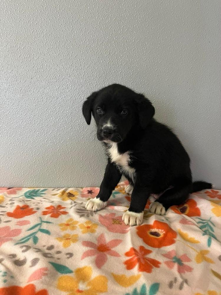 Enlarge Easter Puppies : Candy, a Adopted mixed breed in Osgood, IN image 3/3