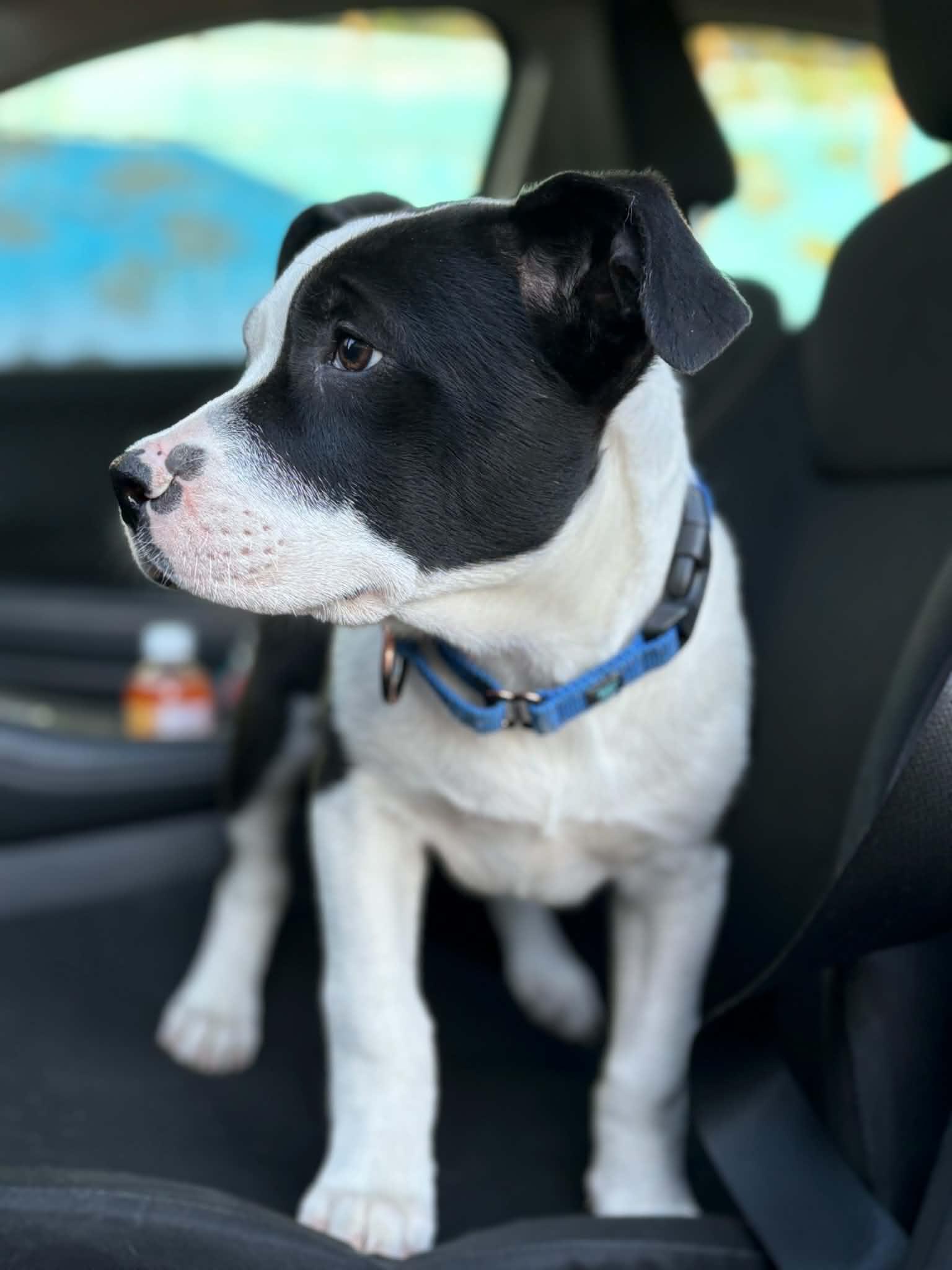 Putty, a ADOPTABLE mixed breed in Grants Pass, OR image 2/3