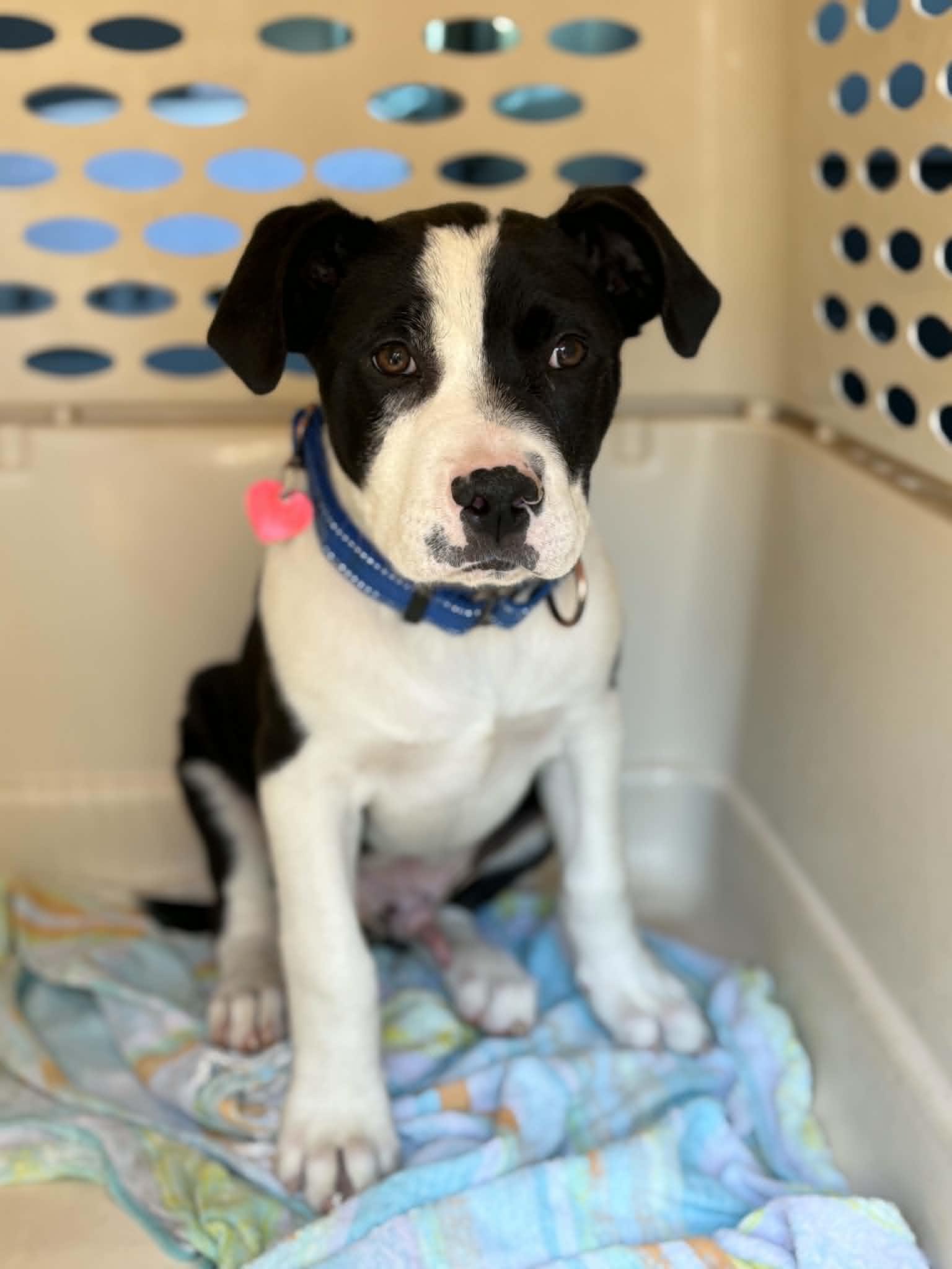 Putty, a ADOPTABLE mixed breed in Grants Pass, OR image 3/3