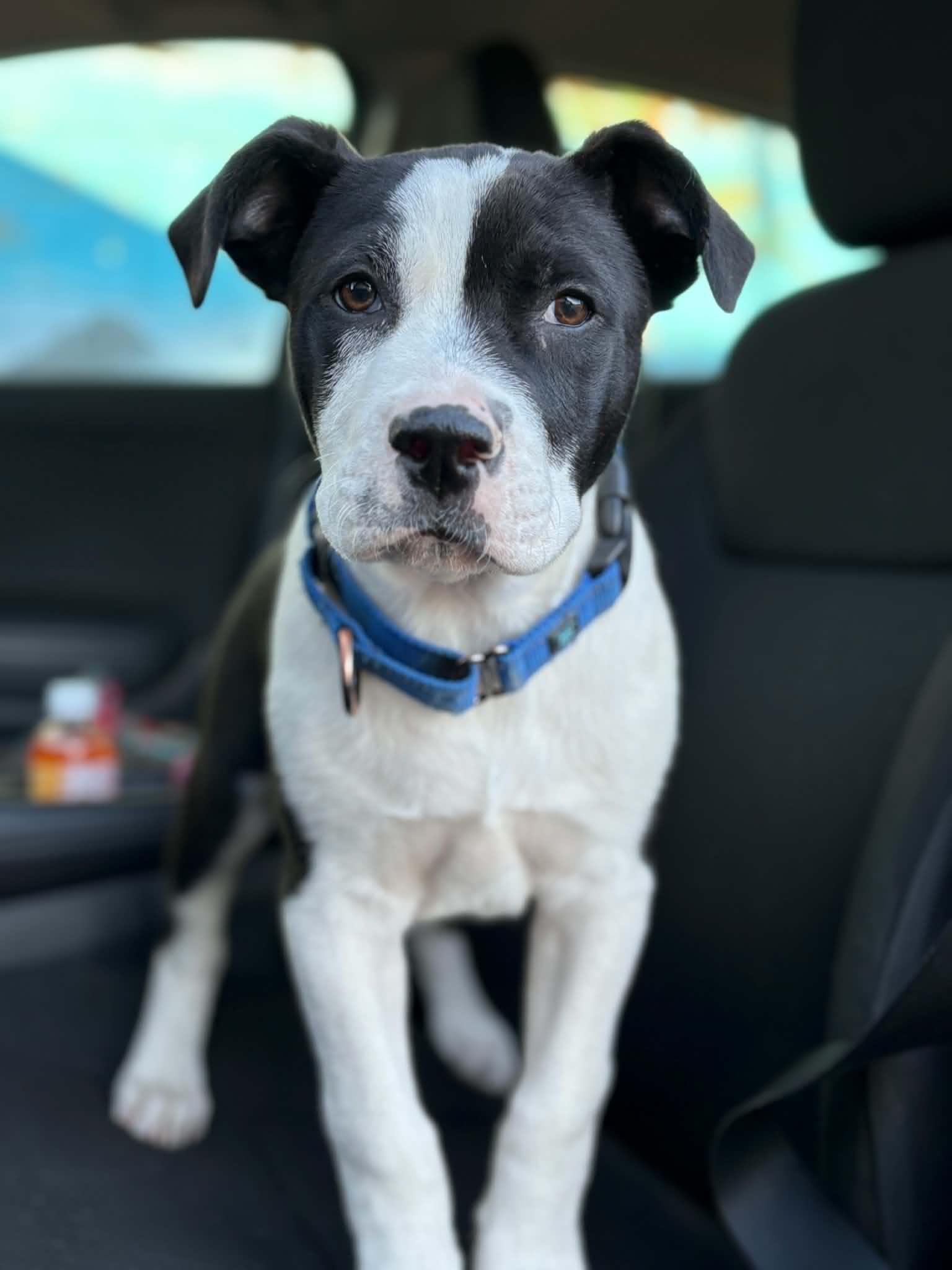 Putty, ADOPTABLE, Puppy Male Pit Bull Terrier & Mixed Breed.