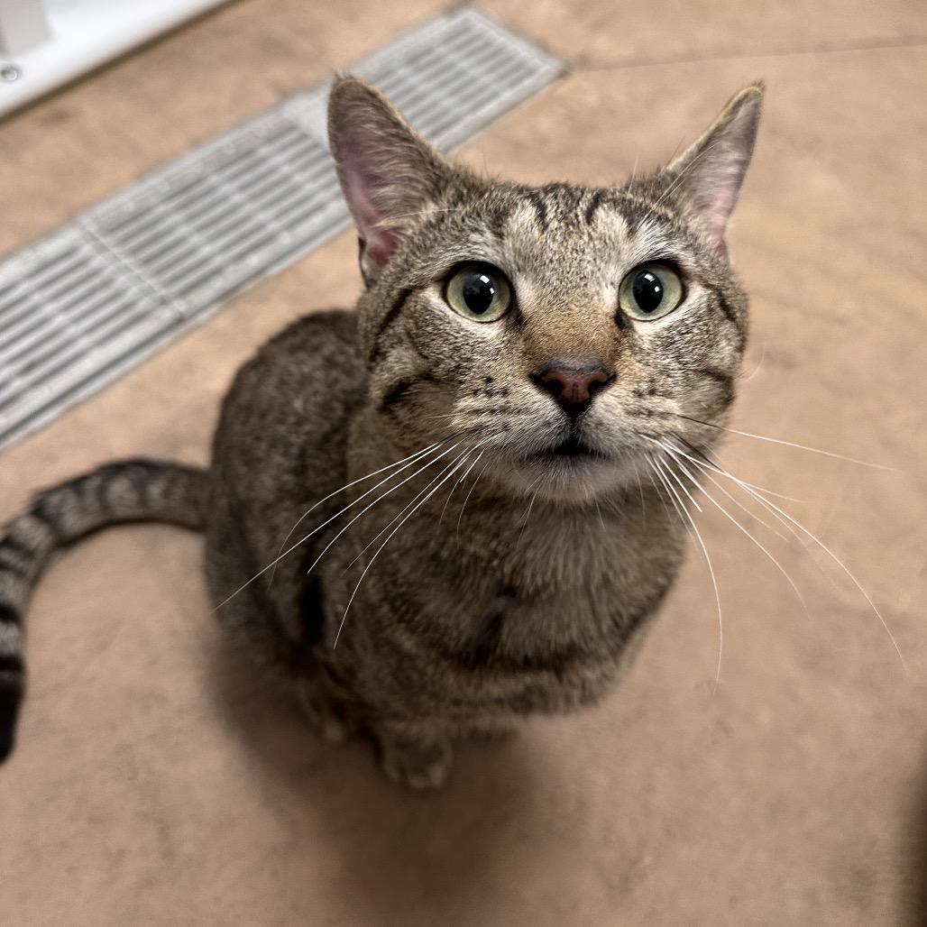 Ari, Adoptable, Adult Male Domestic Short Hair.