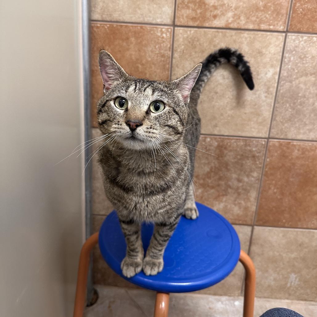 Ari, a Adoptable Domestic Short Hair in Spokane, WA image 2/6