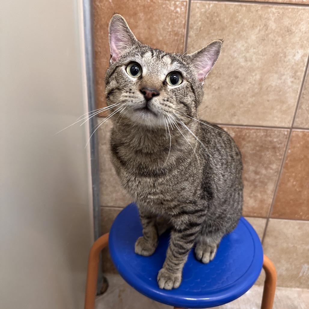 Ari, a Adoptable Domestic Short Hair in Spokane, WA image 3/6