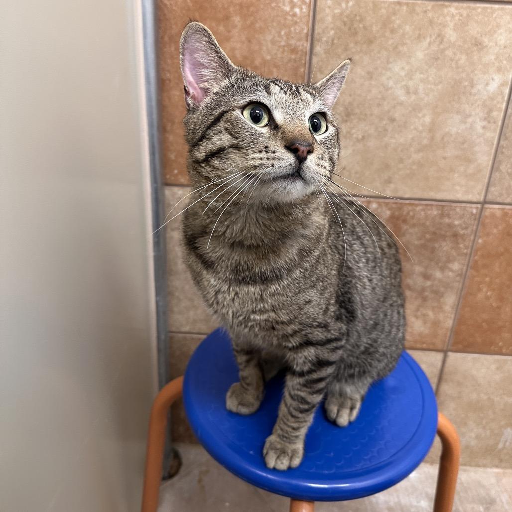 Ari, a Adoptable Domestic Short Hair in Spokane, WA image 4/6