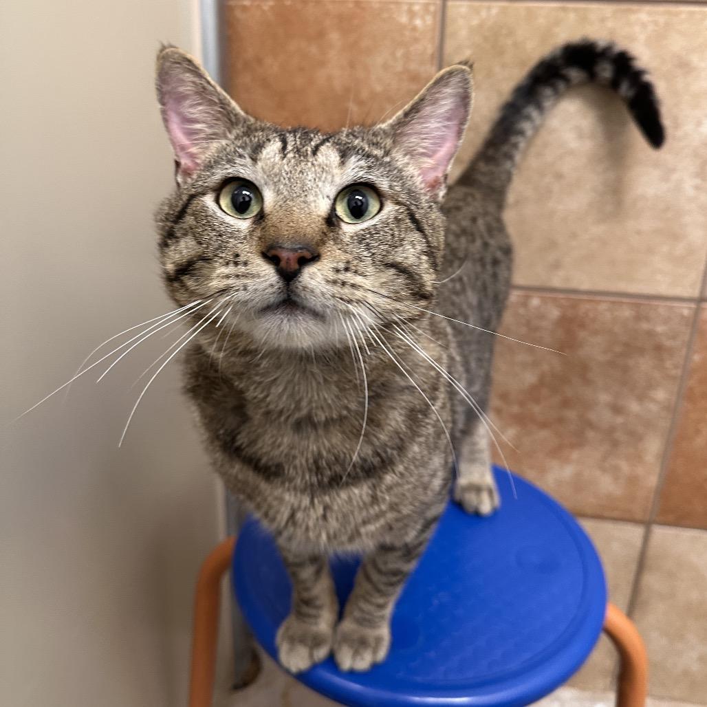 Ari, a Adoptable Domestic Short Hair in Spokane, WA image 5/6