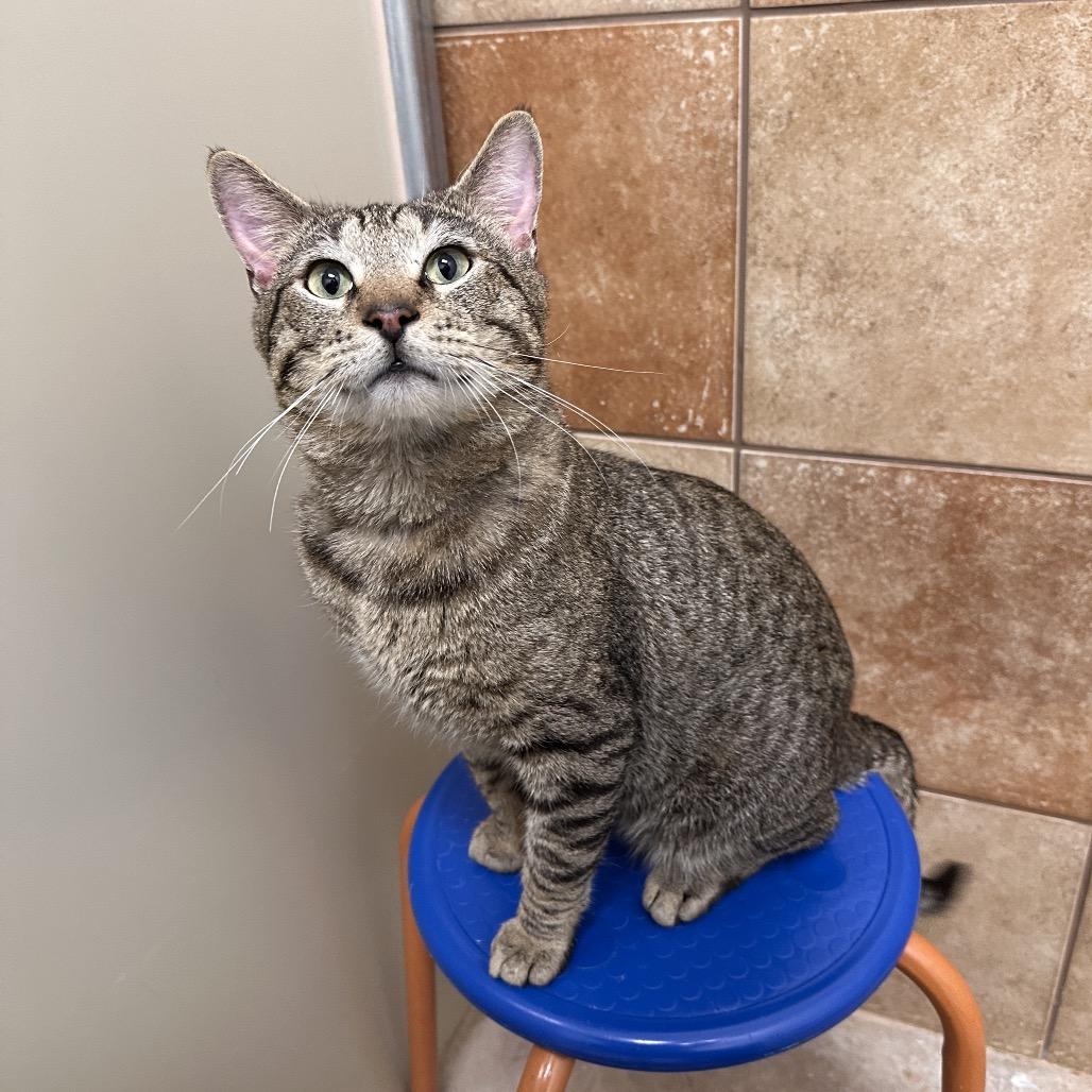 Ari, a Adoptable Domestic Short Hair in Spokane, WA image 6/6