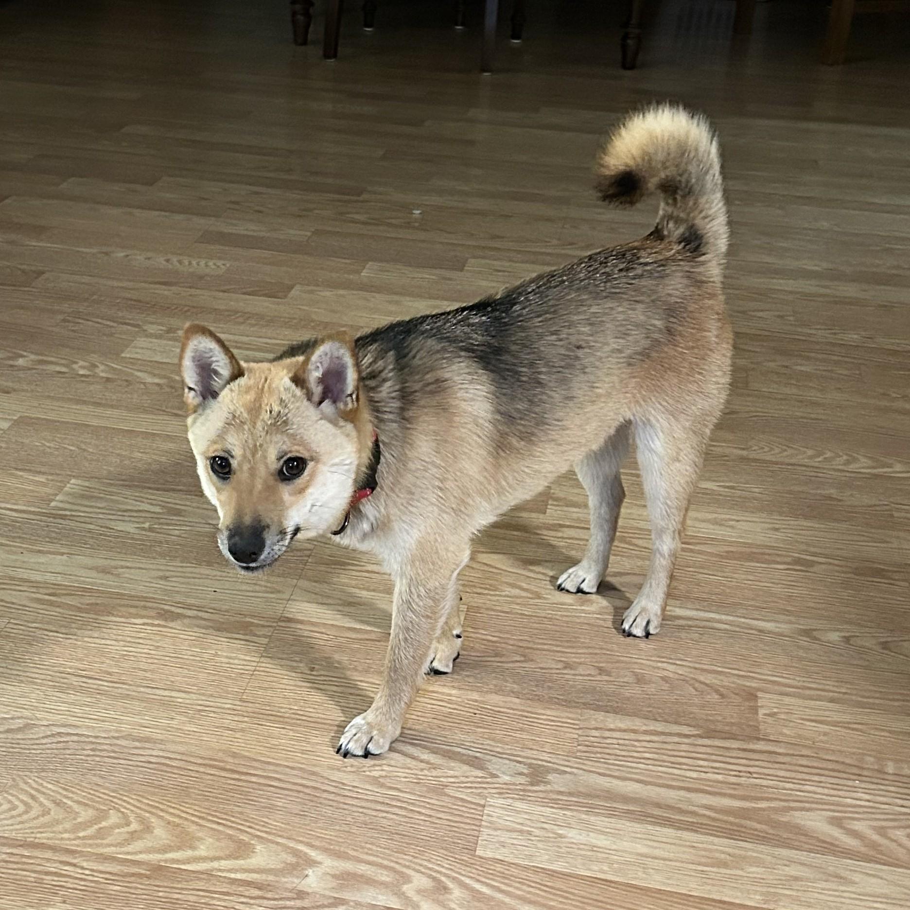 Enlarge Tortellini, a ADOPTABLE mixed breed in Chicago, IL image 5/6